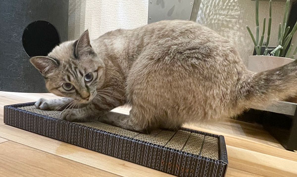 猫の爪切りトラブルを解決 爪とぎボード「bibi Nyan」 | 株式会社